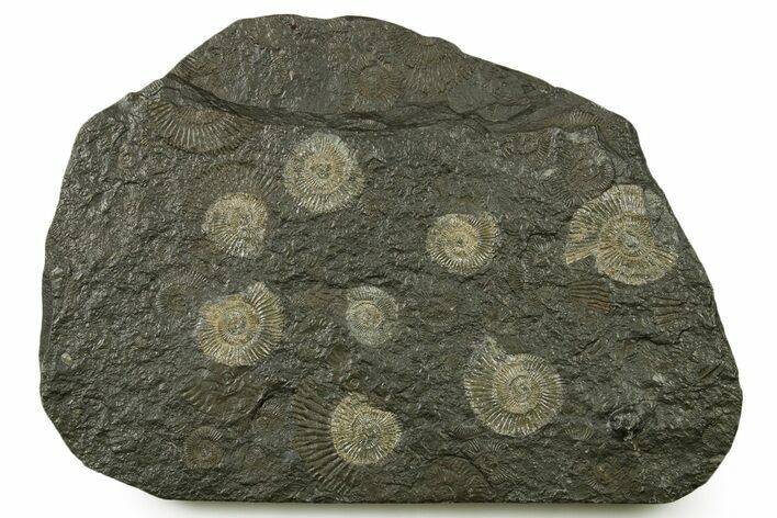Fossil Ammonite (Dactylioceras) Cluster - Posidonia Shale, Germany #383718
